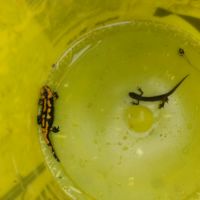 Tierrettung 12. Juli 2015